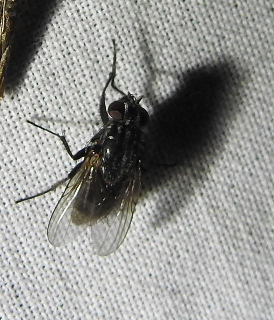 Muscidae - igazi legyek