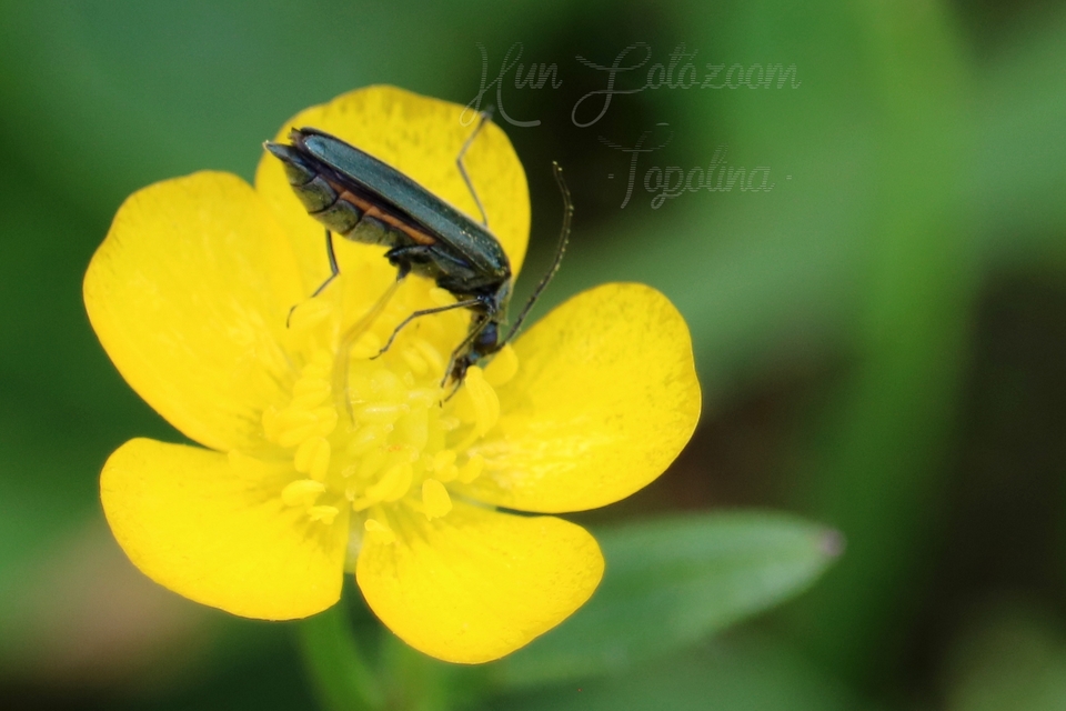 Oedemera