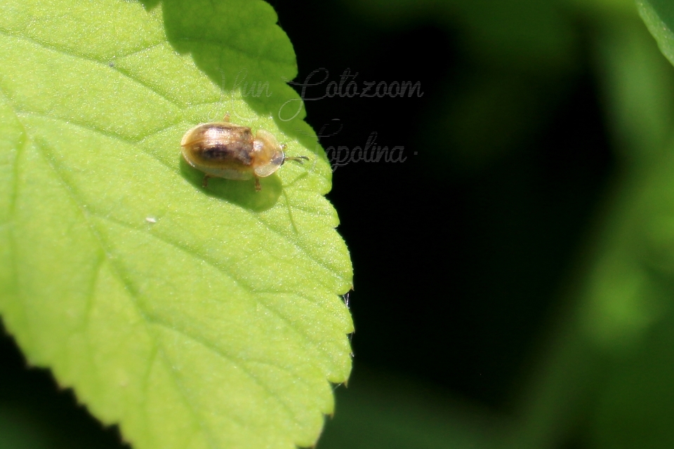 Cassida Cassida