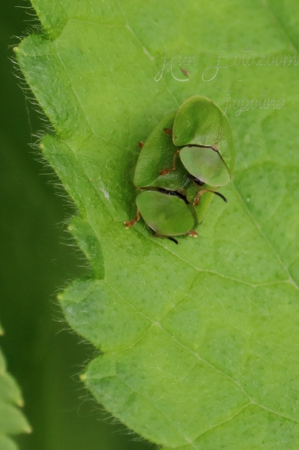 Cassida viridis - zöld pajzsbogár Cassida viridis - zöld pajzsbogár
