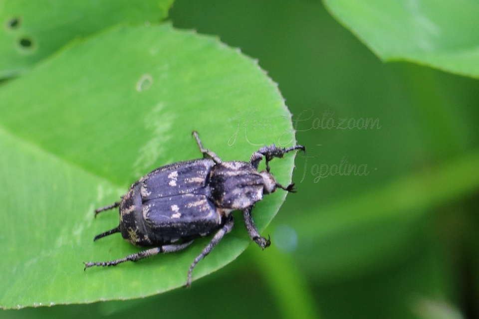 Valgus hemipterus - suta virágbogár