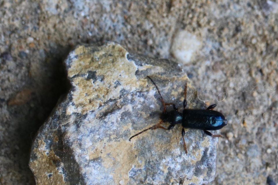 Phymatodes rufipes - kék háncscincér
