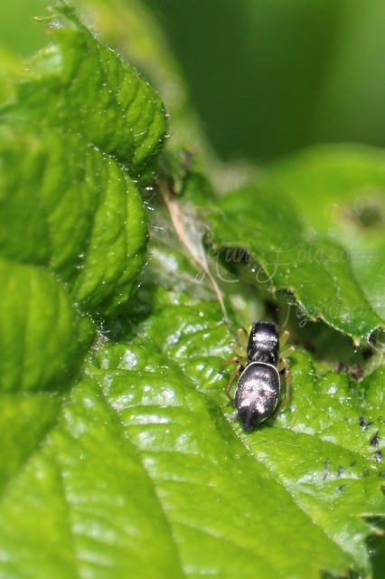 Heliophanus