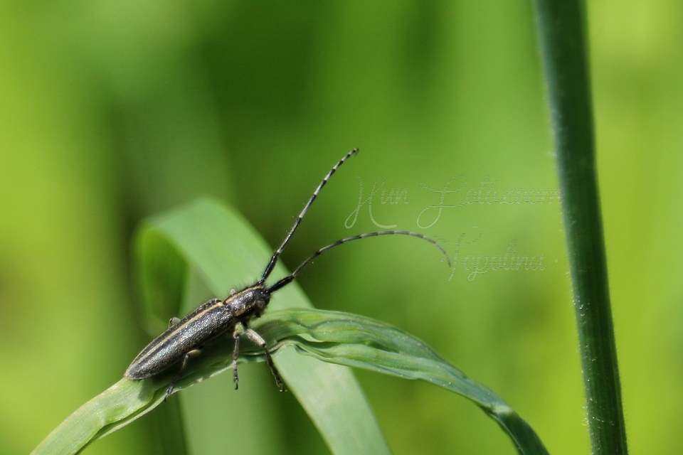 Agapanthia cardui - sávos bogáncscincér
