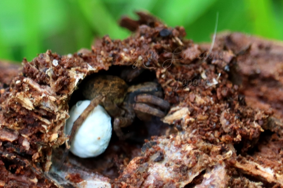 Trochosa