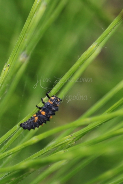 Coccinella septempunctata - hétpettyes katica