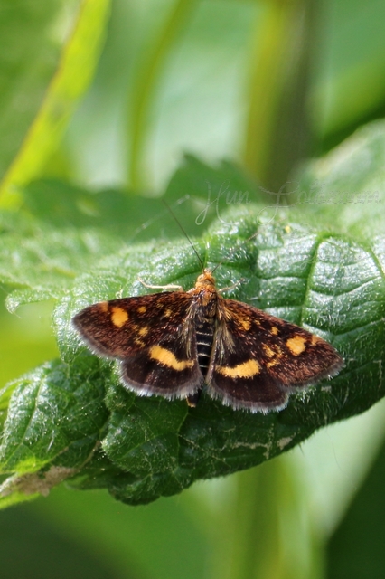 Pyrausta aurata - aranyló bíbormoly