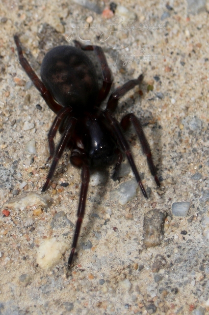 Amaurobius ferox - nagy eretnekpók