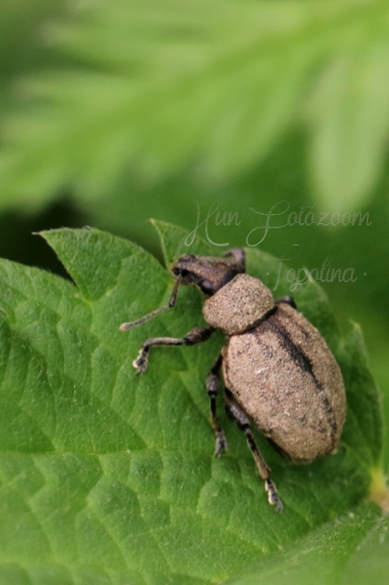 Otiorhynchus ligustici - vincellér-gyalogormányos