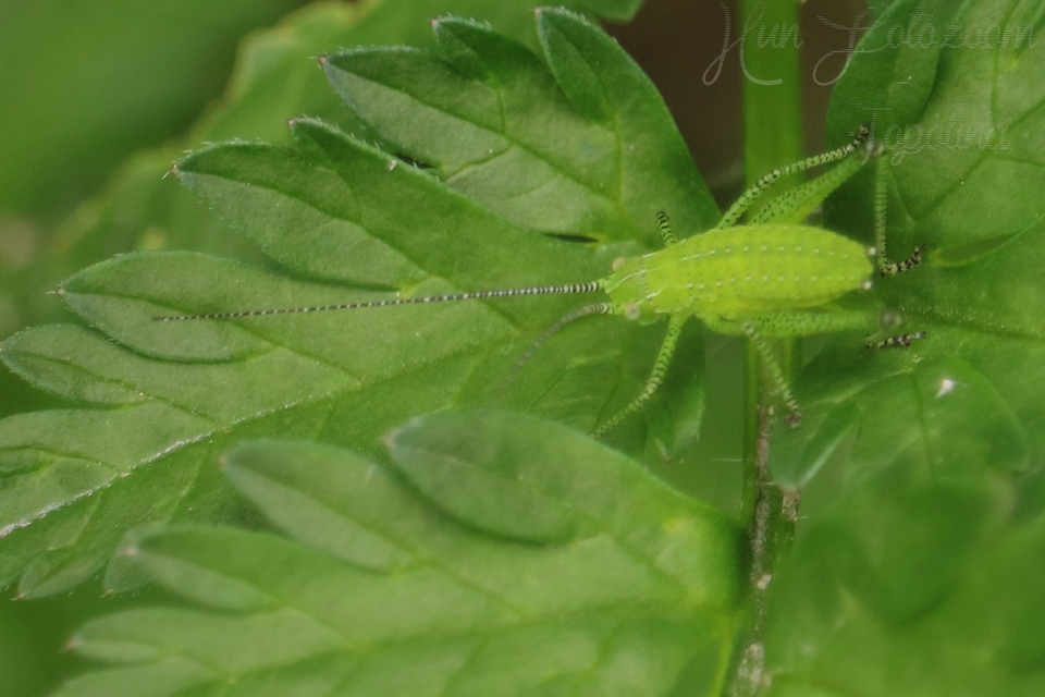Leptophyes boscii - sárgászöld virágszöcske