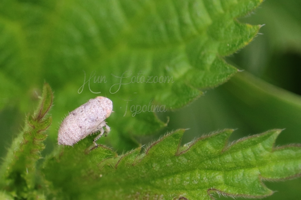 Cicadellidae - mezeikabócák