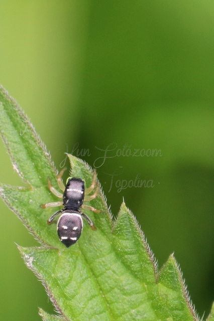 Heliophanus