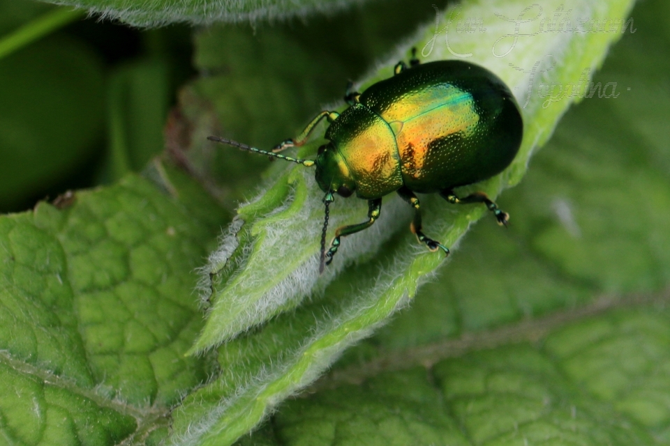 Chrysolina herbacea - zöld mentalevelész