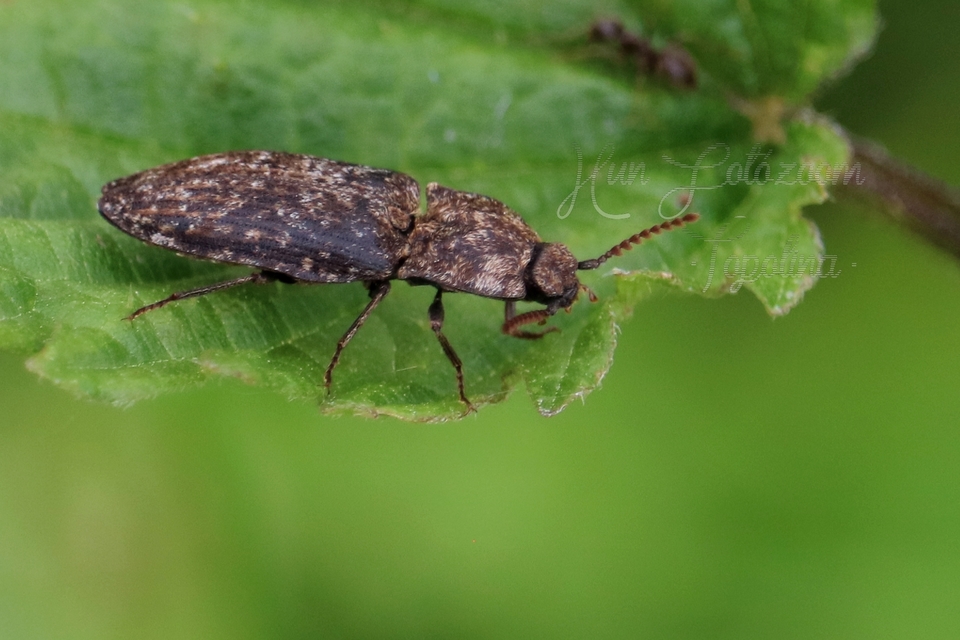 Agrypnus murinus - egérszínű pikkelyespattanó
