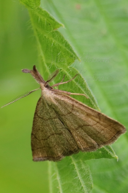 Polypogon tentacularia - sötétaljú karcsúbagoly