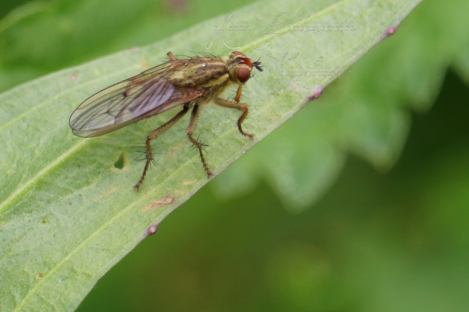 Scathophaga stercoraria - közönséges trágyalégy