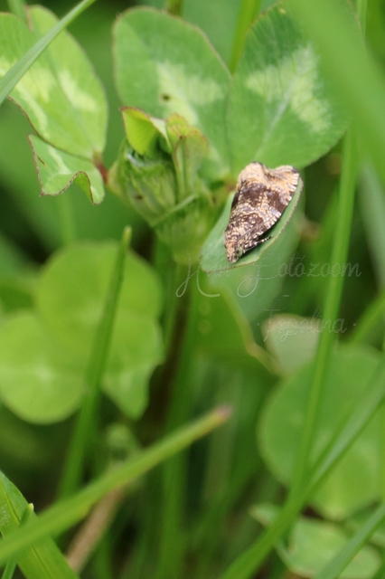 Celypha lacunana - vízparti tükrösmoly