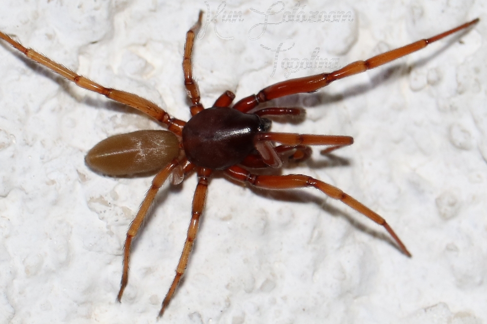 Dysderidae - fojtópókok