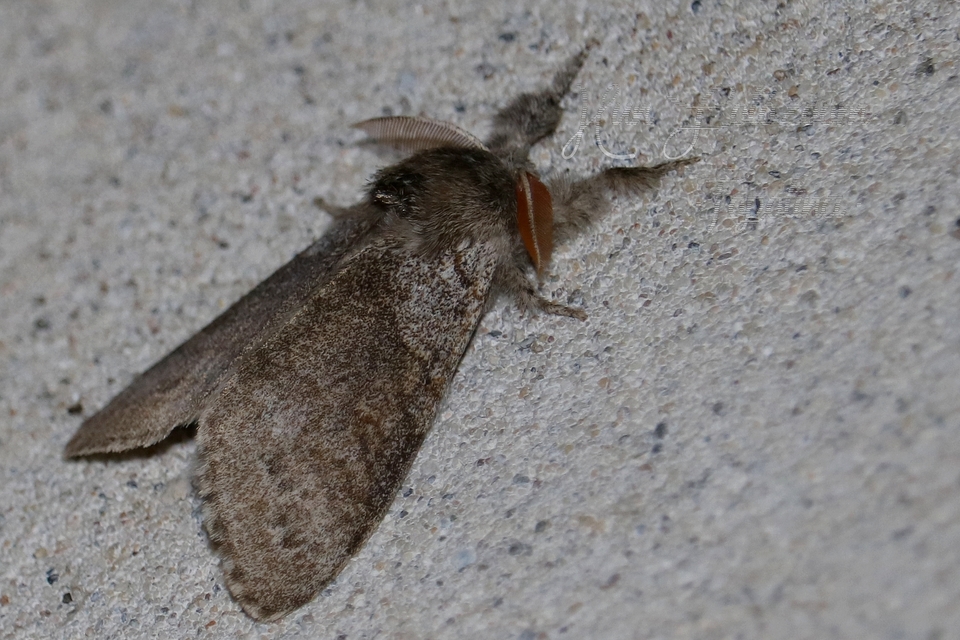 Calliteara pudibunda - hamvasszövő