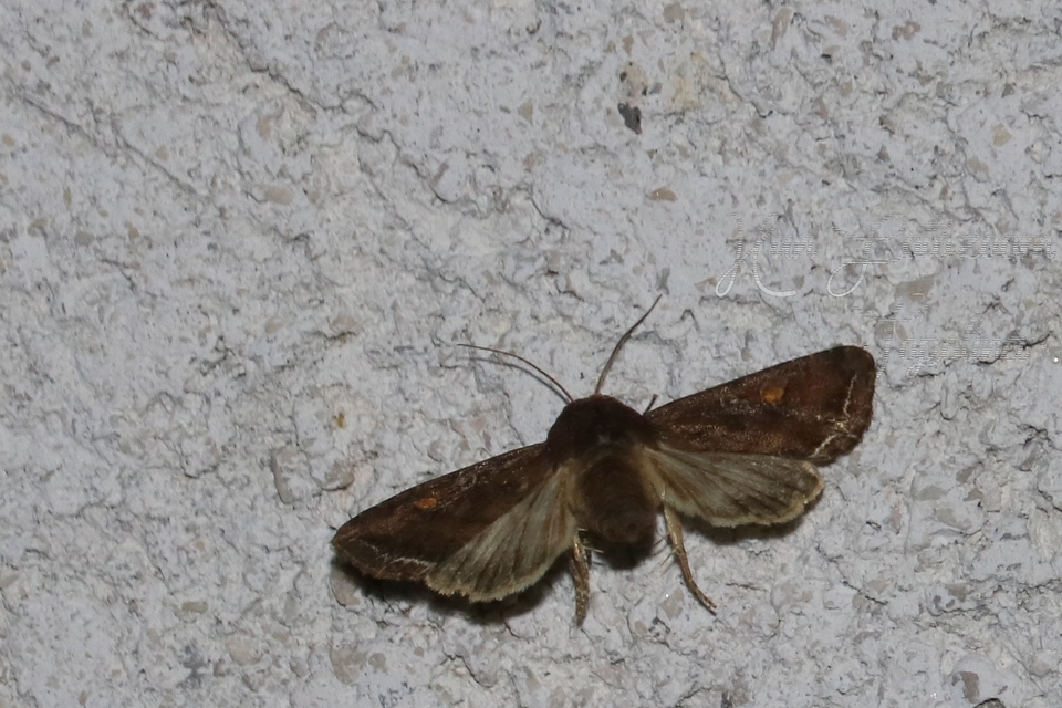 Lacanobia oleracea - saláta-kertibagoly