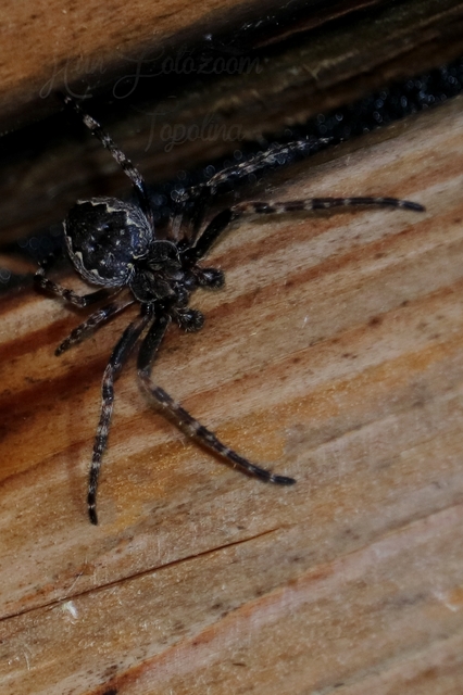 Nuctenea umbratica - közönséges rés-keresztespók