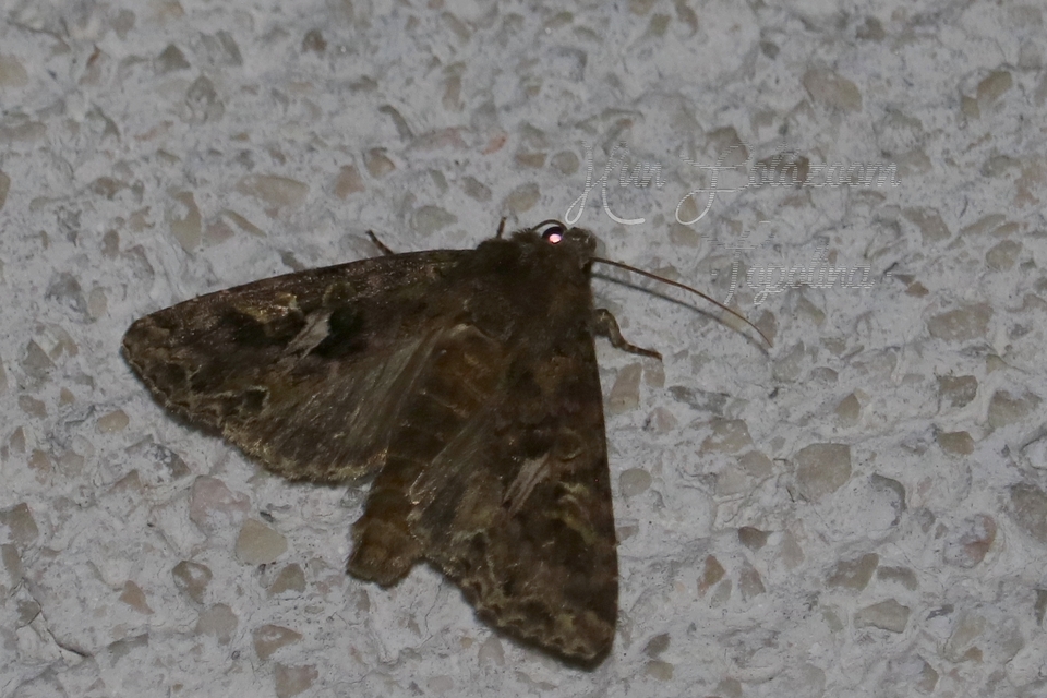 Trachea atriplicis - nyári zöldbagoly