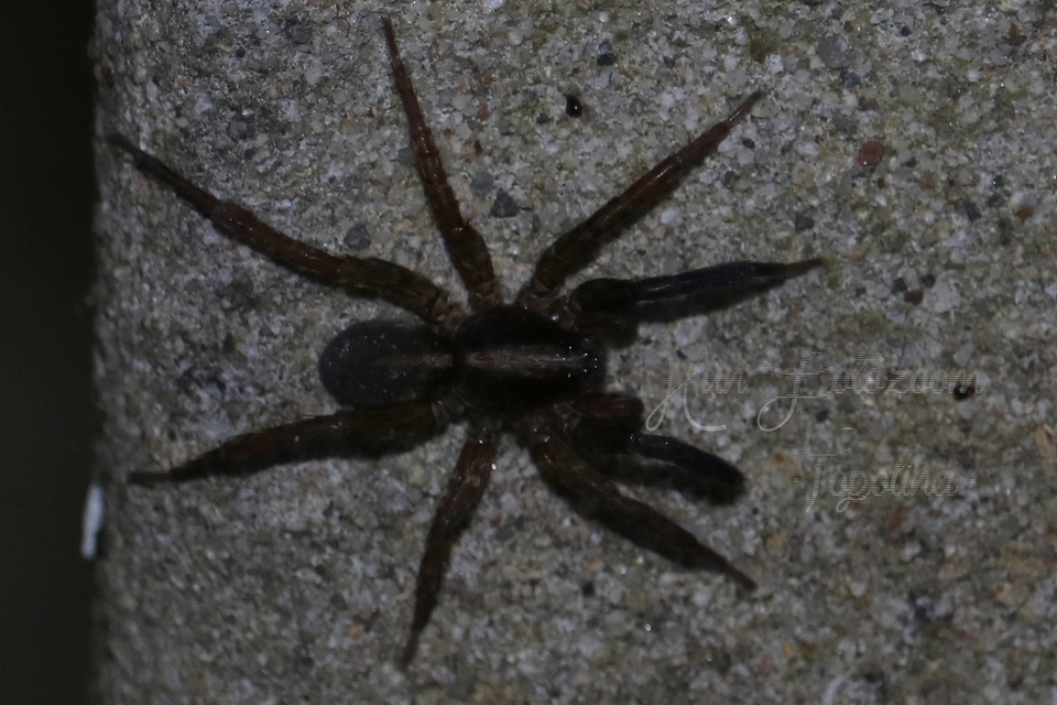 Trochosa