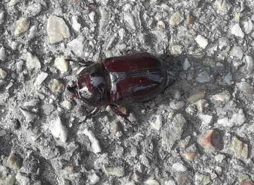 Oryctes nasicornis - orrszarvú bogár