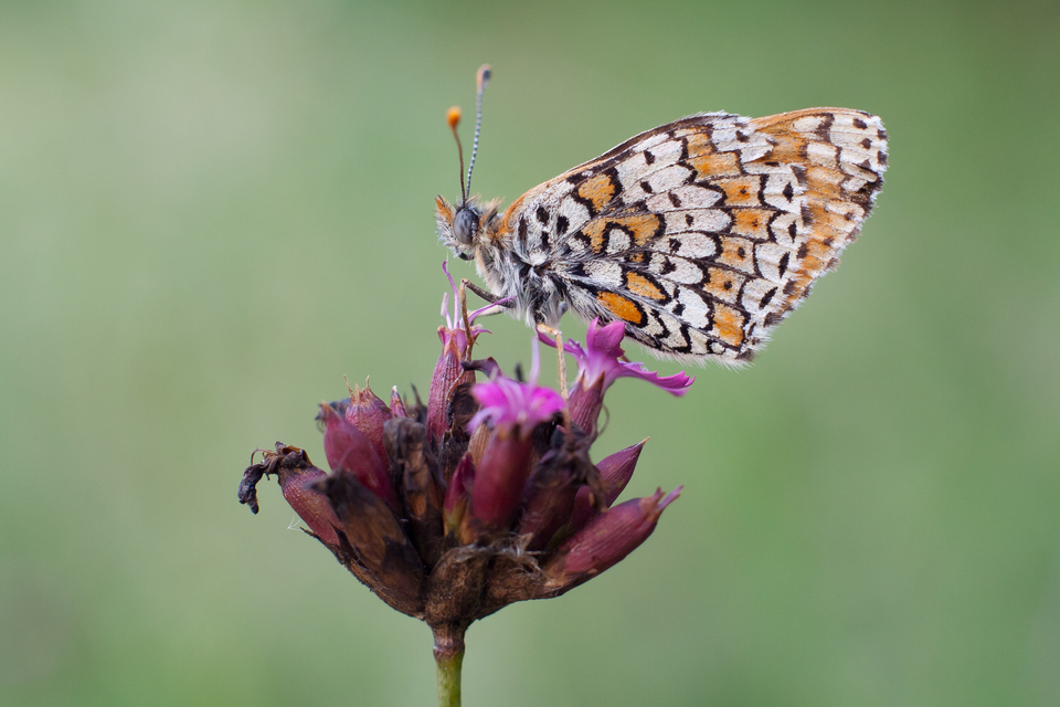 Melitaea cinxia - réti tarkalepke