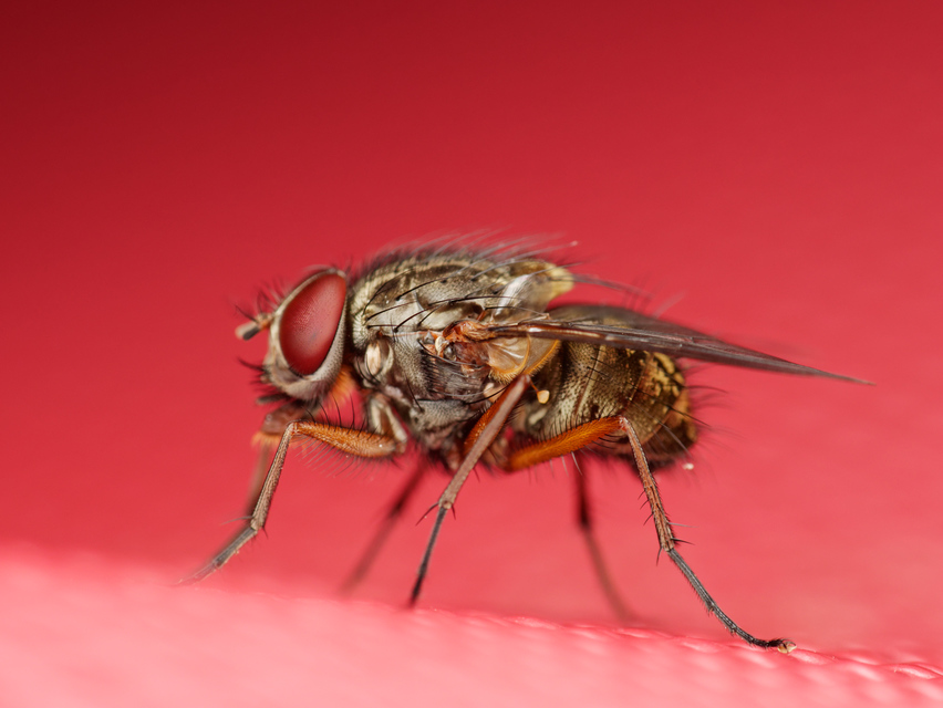 Phaonia valida