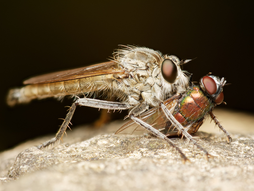 Asilidae - rablólégyfélék