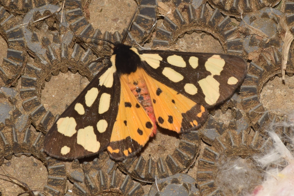 Arctia villica - fekete medvelepke