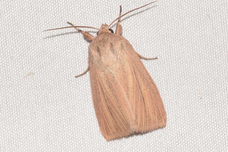 Mythimna pudorina - vörös rétibagoly