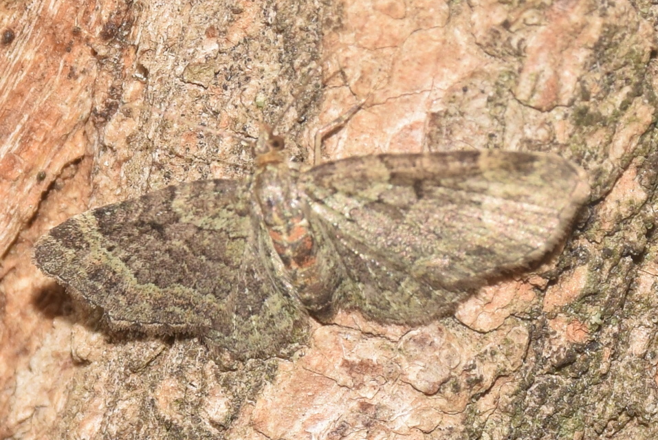 Pasiphila chloerata - hamvas törpearaszoló