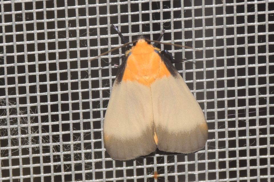 Lithosia quadra - négypettyes zuzmószövő