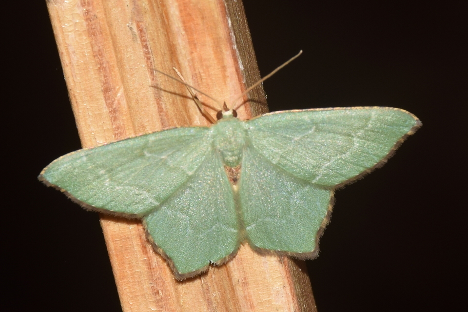Hemithea aestivaria - nyír-zöldaraszoló