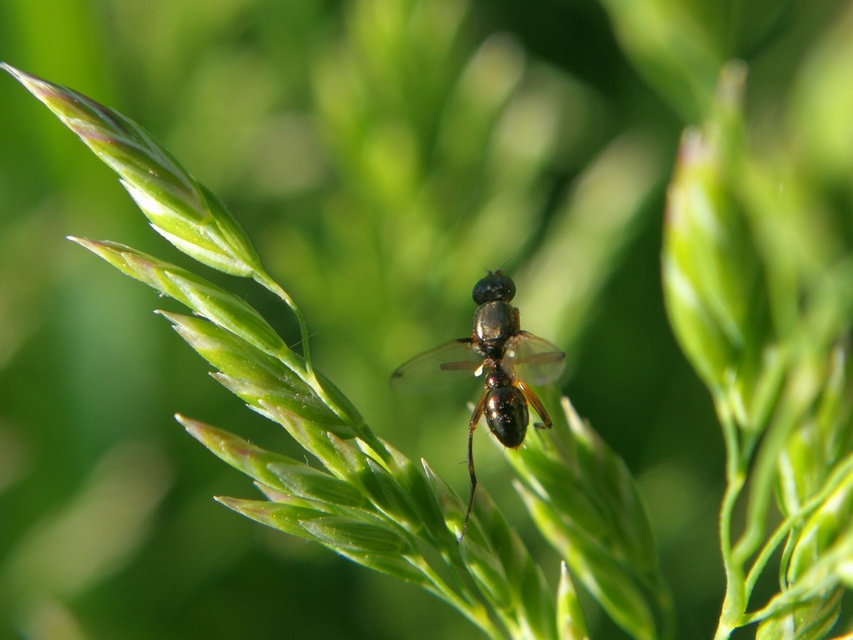 Sepsidae - billegetőlégyfélék