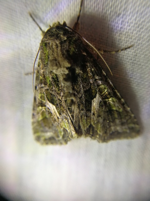 Trachea atriplicis - nyári zöldbagoly