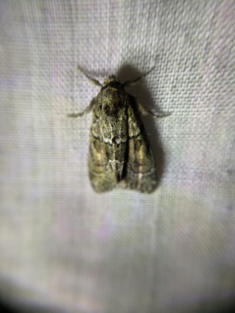 Cryphia fraudatricula - homoki zuzmóbagoly