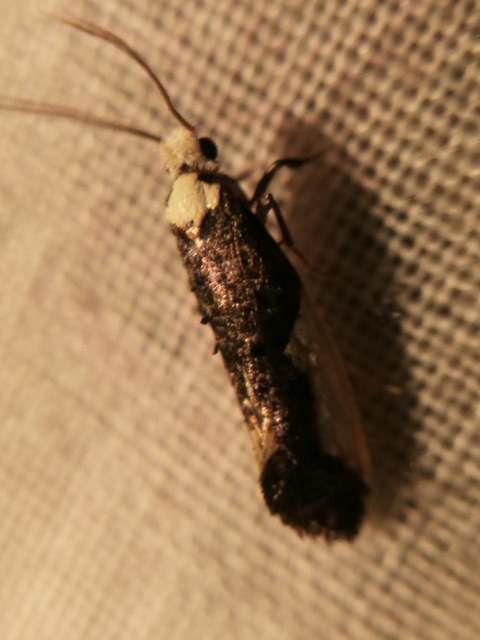 Monopis monachella - apácamoly
