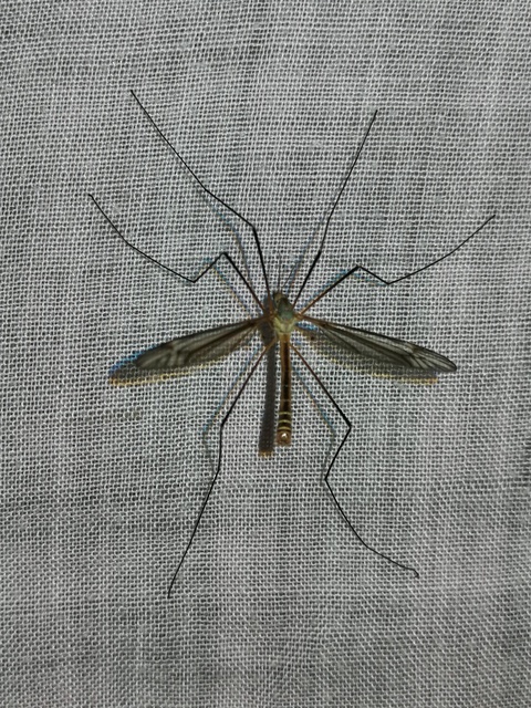 Tipula vernalis