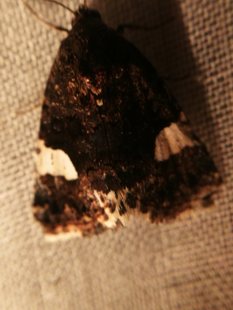 Tyta luctuosa - fekete nappalibagoly