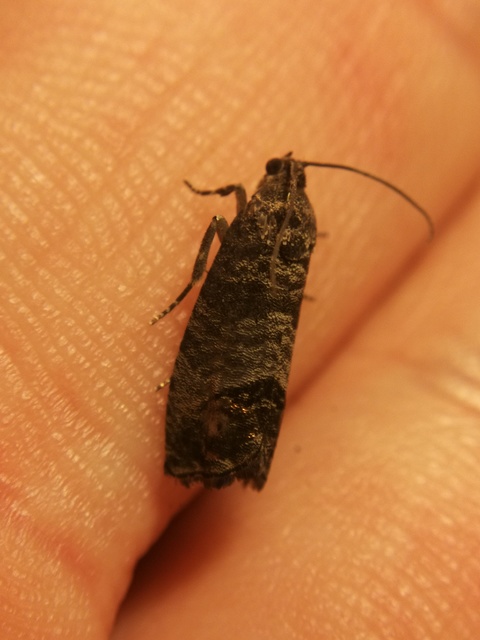 Cydia pomonella - almamoly