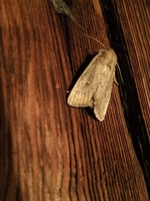 Leucania obsoleta - pontozott rétibagoly