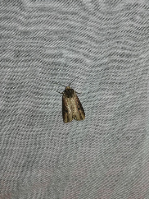 Axylia putris - vonalkás földibagoly