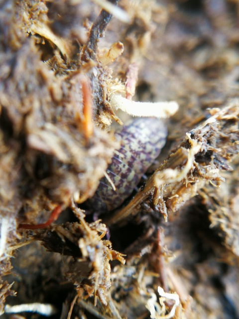 Porcellium collicola - gyakori tarkaászka