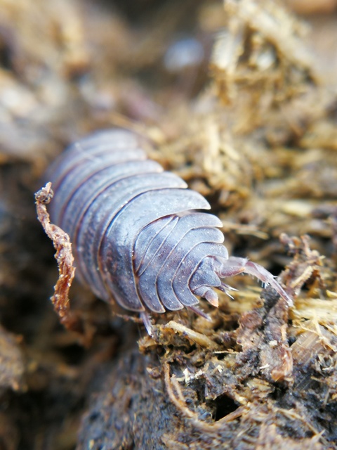 Trachelipus