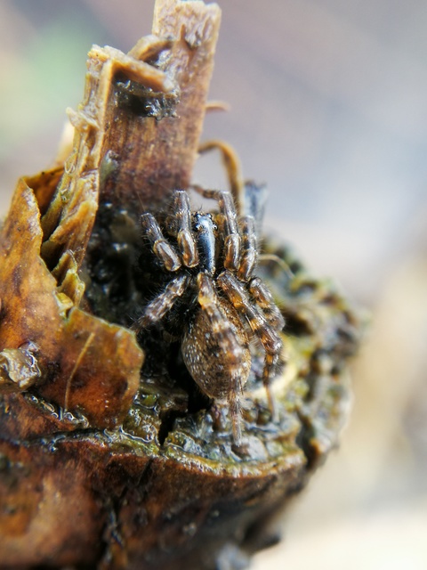 Arctosa leopardus