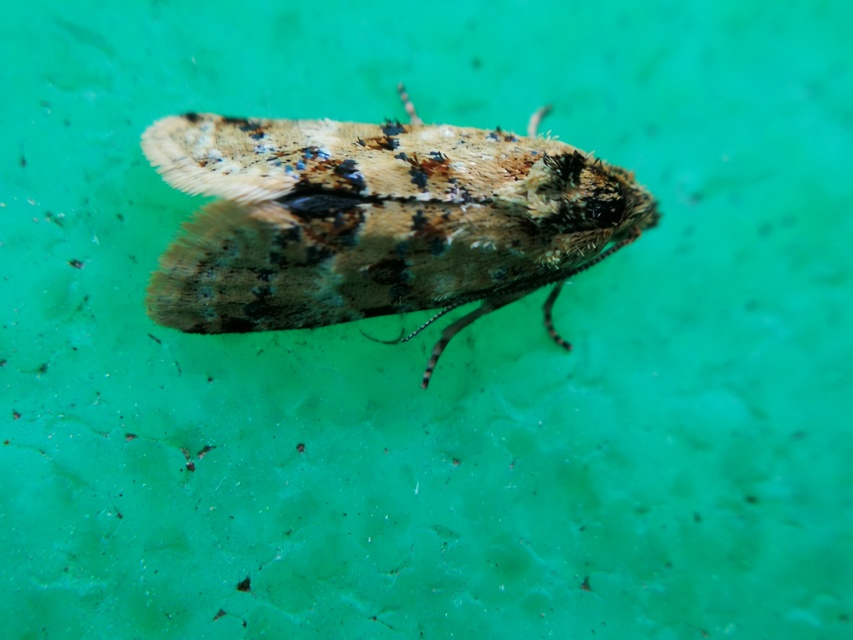 Aethes williana - gyopár-fúrómoly