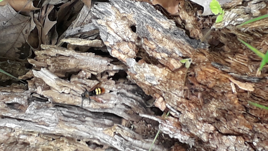 Megascolia maculata - óriás-tőrösdarázs
